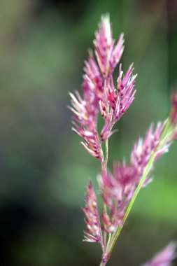 A plant of the grass species. A beautiful pink grass flower.