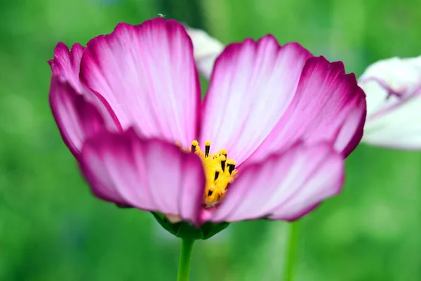 Ένα Μωβ Λουλούδι Τομέα Προσελκύοντας Μέλισσες Άρωμά Του — Φωτογραφία Αρχείου