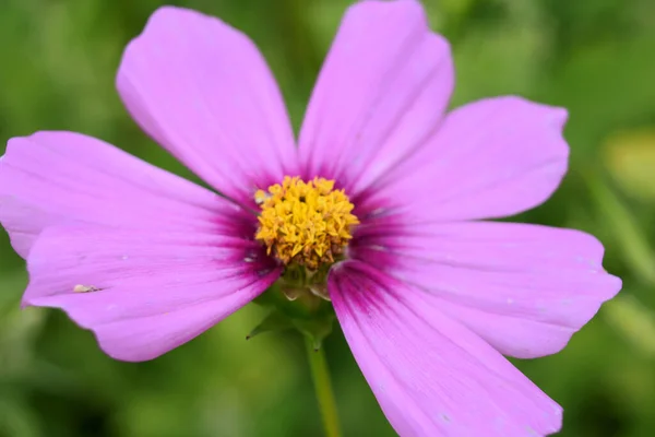 Fialová Polní Květina Přitahující Včely Svou Vůní — Stock fotografie
