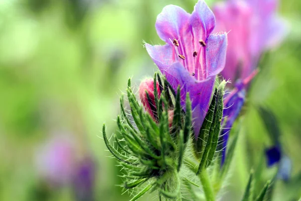 一种紫色的野花 以其香味吸引蜜蜂 — 图库照片