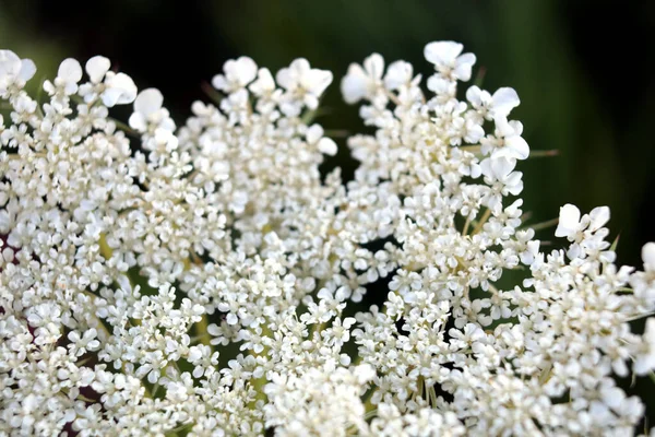 Weiße Kleine Blüten Mit Grünen Blättern Und Gräsern — Stockfoto