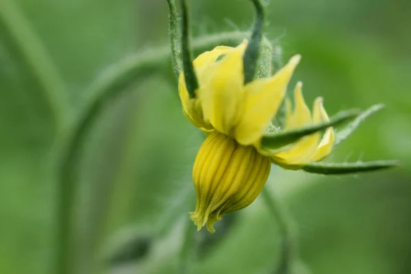 yellow tomato flower from which after pollination will be tasty red vegetables