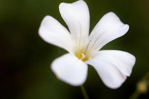 Pequenas Flores Brancas Com Insetos Dentro Que Alimentam Néctar — Fotografia de Stock