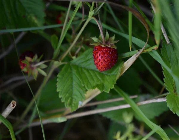Beautiful shiny wild strawberry hidden in the leaves of the forest undergrowth.
