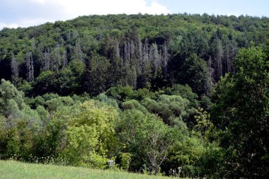 Dark coniferous forest and thick grass and stream.