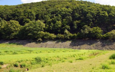 Dark coniferous forest and thick grass and stream.