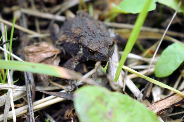 갈색빛나는 개구리 — 스톡 사진