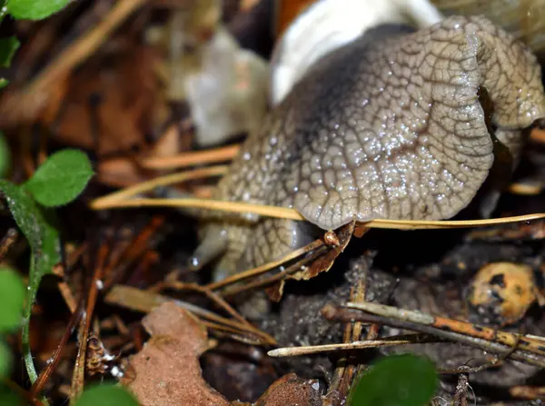성장하지 갈색의 달팽이 — 스톡 사진