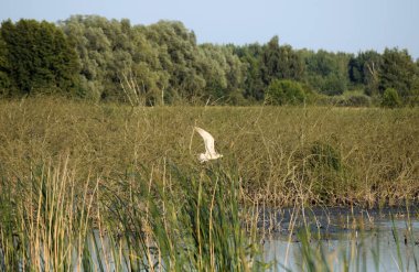 heron ardea cinerea. Su yüzeyinde uçan küçük bir kuş görüntüsü.