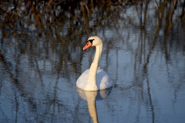 Suda kuğu var. Sakin bir su yüzeyinde yüzen küçük bir kuş görüntüsü. Suyun üzerinde yüzen kuğular sazlıklar ve çalılar manzaralı.