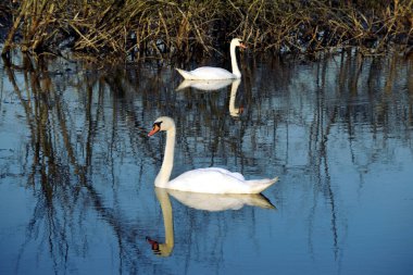 Suda kuğu var. Sakin bir su yüzeyinde yüzen küçük bir kuş görüntüsü. Suyun üzerinde yüzen kuğular sazlıklar ve çalılar manzaralı.