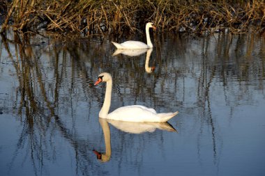 Suda kuğu var. Sakin bir su yüzeyinde yüzen küçük bir kuş görüntüsü. Suyun üzerinde yüzen kuğular sazlıklar ve çalılar manzaralı.