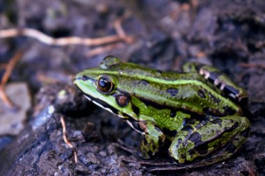  Yerdeki kurbağa. Göletin kenarında oturan yeşil kurbağa manzaralı.