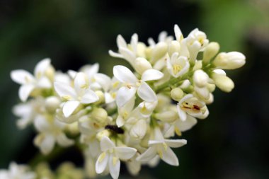 Beyaz Japon zambağı yaygın olarak leylak olarak bilinir..