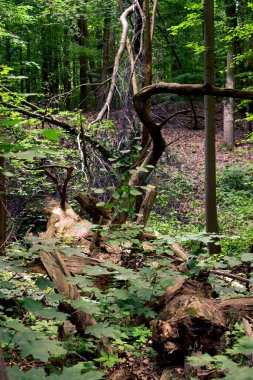 Kırık dalları ve uzun ağaçları olan bir orman.
