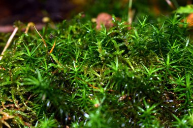 Küçük dallarla ormanda yosun.