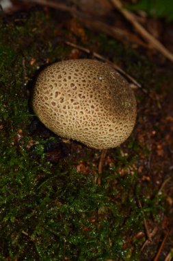 Kesilip açıldığında toz alan bej renkli yuvarlak bir mantar. Kahverengi tüy yumağı çeşitli ormanlarda yetişir.