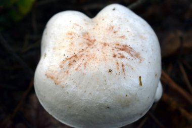 Lycoperdon Farsça. Tütsülenmiş mantar familyasından bir tür. Avrupa 'da 14 tür vardır..