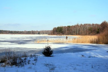 Ağaçların arka planında yaprakları olmayan karla kaplı bir çayır ve yolda bir köpek