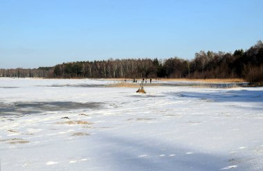 Ağaçların arka planında yaprakları olmayan karla kaplı bir çayır ve yolda bir köpek