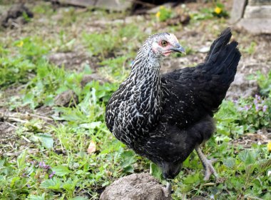 Siyah beyaz tüyleri olan genç bir tavuk.