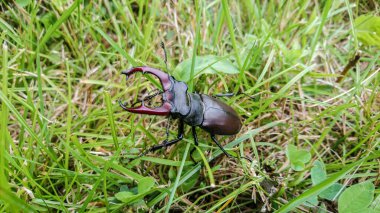 Büyük Erkek Avrupa geyik böceği (Lucanus cervus) Büyük Geyik Böceği olarak da bilinir.