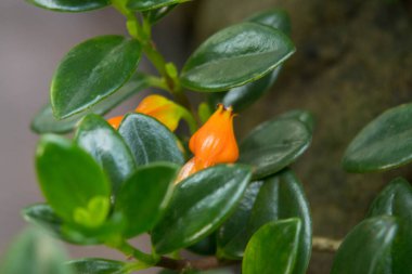 Klog bitkisi veya Japon balığı bitkisi (Nematanthus Gregarius)