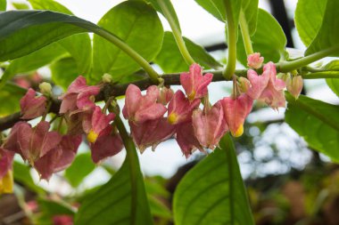 Drymonia strigosa, çiçek açan Meksika Ormanı Çiçeği