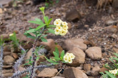 Euphorbia milii var. ihtişamlı sarı, dikenli taç, İsa 'nın dikeni