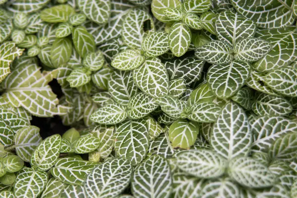 Fittonia Albivenis (Argyroneura Nana), commonly called nerve plant or mosaic plant
