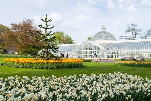 Glasgow Botanik Bahçeleri 'ndeki Kibble Sarayı' nın önünde maymun yapboz ağacıyla çiçek açan bahar çiçekleri.
