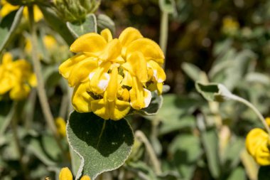 Çiçek açan Kudüs adaçayı (Phlomis fruticosa)
