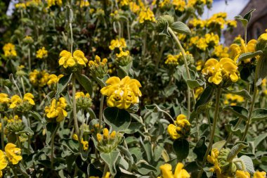 Kudüs 'ün adaçayı (Phlomis fruticosa) çiçek açmış yemyeşil çalı
