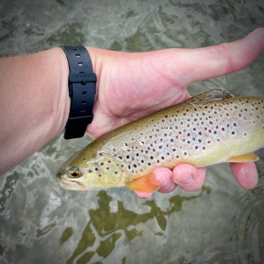 Alabalık San Nehri 'nde bir sineğe yakalandı..
