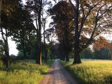 Bir yolu ve bir ağacı olan güzel bir manzara.