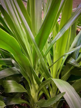 Kalın yapraklı saksı bitkisi.