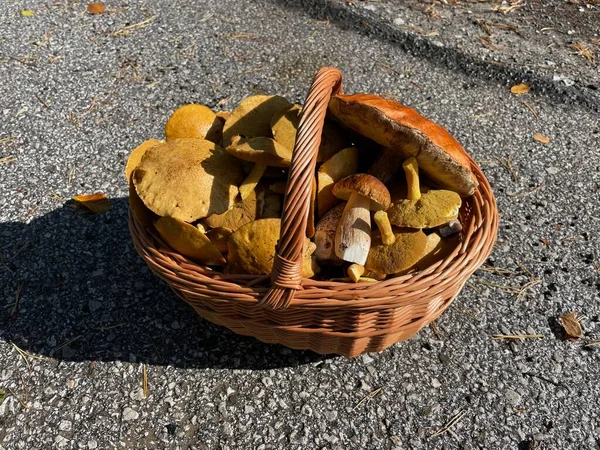 Orman yolunda mantar dolu bir sepet.