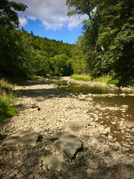 Orman vadisinden akan bir orman nehri.