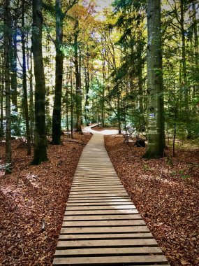 Bieszczady Dağları 'ndaki tahta tahtalarla kaplı bir patika dağın zirvesine çıkıyor..