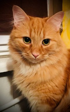 Pencerenin kenarında oturan kırmızı kedi yavrusu