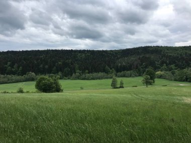 Uzakta sık bir orman bulunan yeşil bir vadi manzarası.
