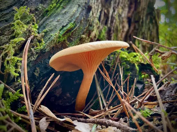 Kalın çimenlerde portakal ormanı mantarı.