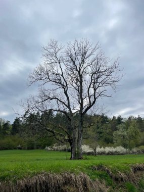 Çayırın ortasında yalnız bir ağaç, arka planda sık bir orman..