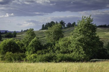 Arka planda bulutlu bir gökyüzü olan bir ağaç tarlası. Ağaçlar yeşil ve gökyüzü bulutlu