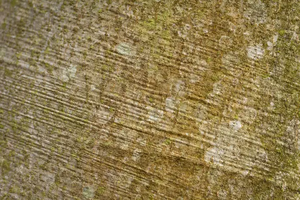 Üzerinde yosun büyüyen bir ağaç gövdesi. Gövde kahverengi ve pürüzlü bir dokusu var. Yosun yeşil ve bir desen içinde büyüyor.