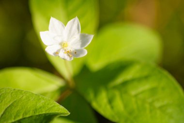 Beyaz bir çiçek yeşil bir yaprağın üzerindedir. Çiçek küçük ve narindir. Yaprak yeşildir ve hafif bulanık bir dokusu vardır. Görüntü huzurlu ve rahatlatıcı bir ruh haline sahip.