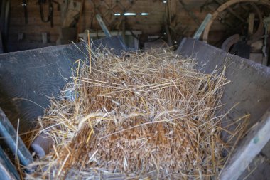 Bir saman yığını ahırda. Kamış kahverengi ve kuru. Ahır eski ve kırsal bir havası var.