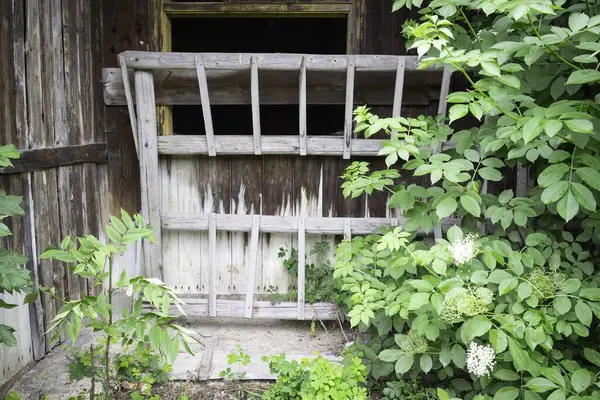 Penceresi ve ahşap çiti olan ahşap bir yapı. Çit yeşil yapraklarla kaplı. Yapısı eski ve kırsal bir havası var.