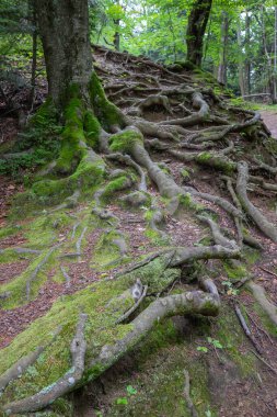 Kökleri büyüyen bir ağaç. Kökler yeşil ve topraktan büyüyorlar.