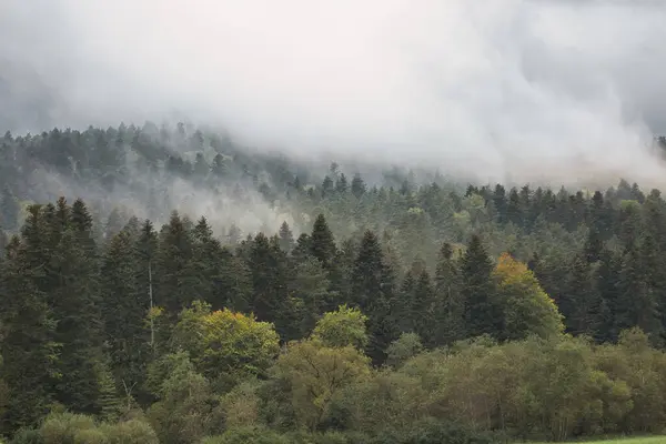 Ağaçlı ve sisli bir orman. Ağaçlar yeşil ve gökyüzü bulutlu